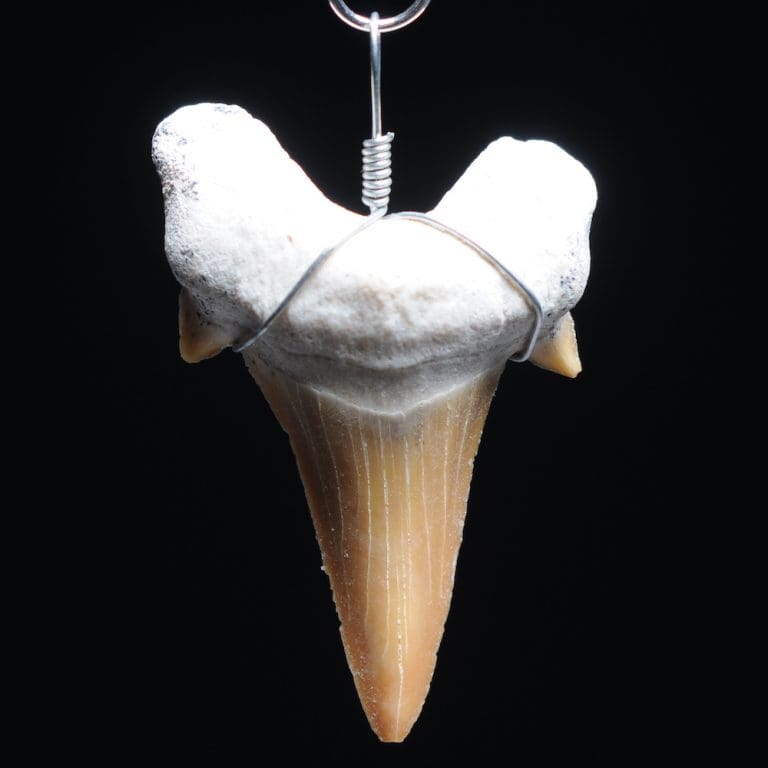 Fossiele haaientand hanger groot