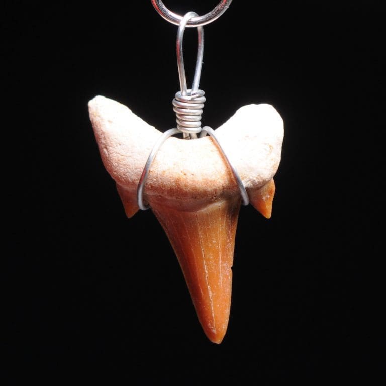 Fossiele haaientand hanger uit Marokko van circa 2cm lang