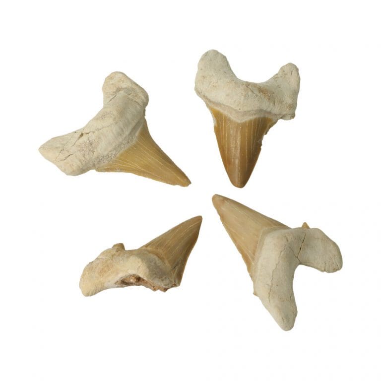 Fossiele haaientand groot uit Marokko