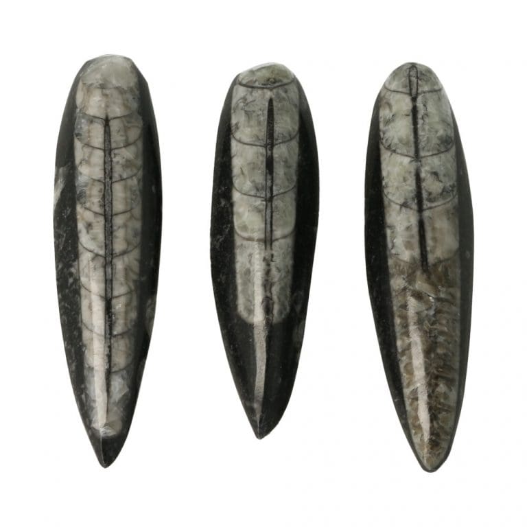 Orthoceras fossiel gepolijst