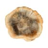 Versteend hout schijfje van 8cm