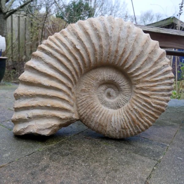 Enorme ammoniet van 48kg en 55cm breed