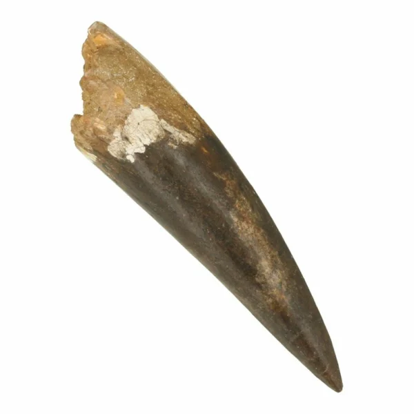 Spinosaurus tanden