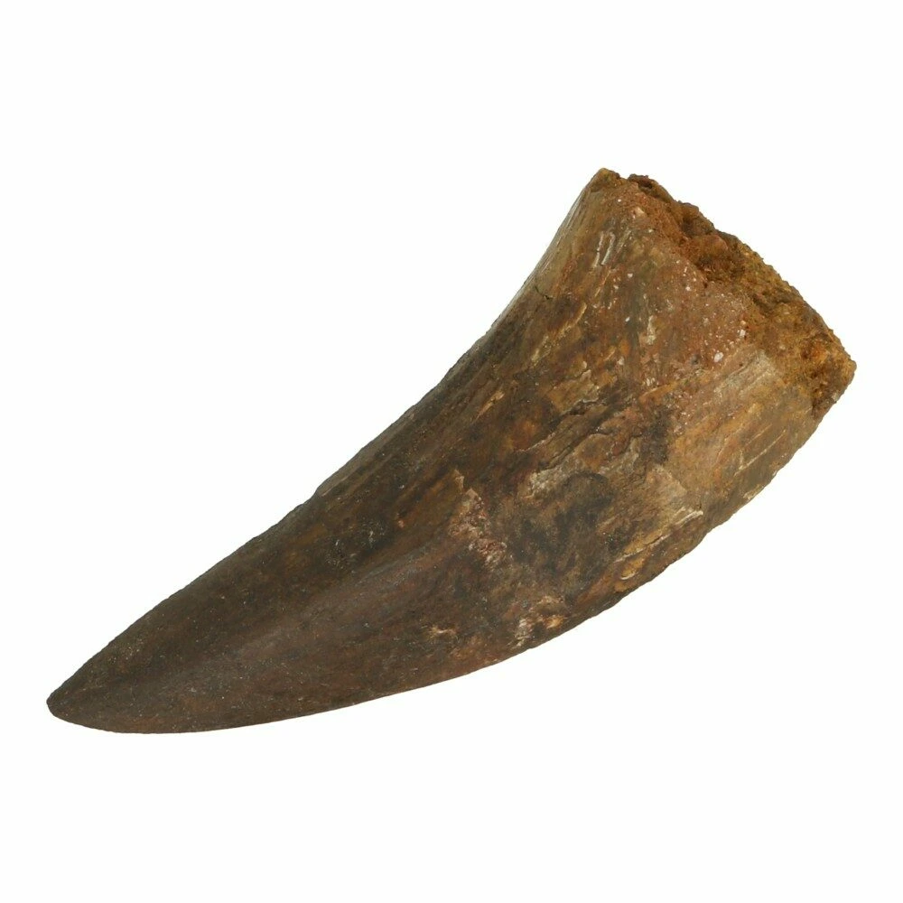 Spinosaurus tand 