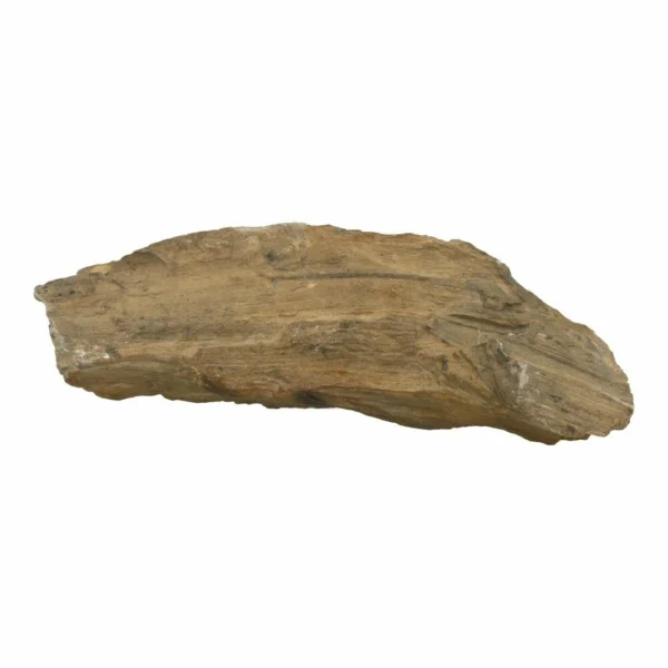 Mooi groot ruw stuk versteend hout van 26cm lang
