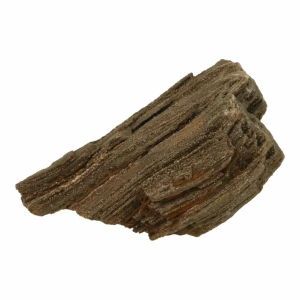 Versteende sequoia