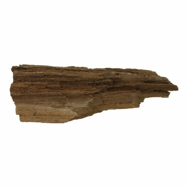 Fraai stuk versteende sequoia nr2 uit Duitsland van 17cm lang