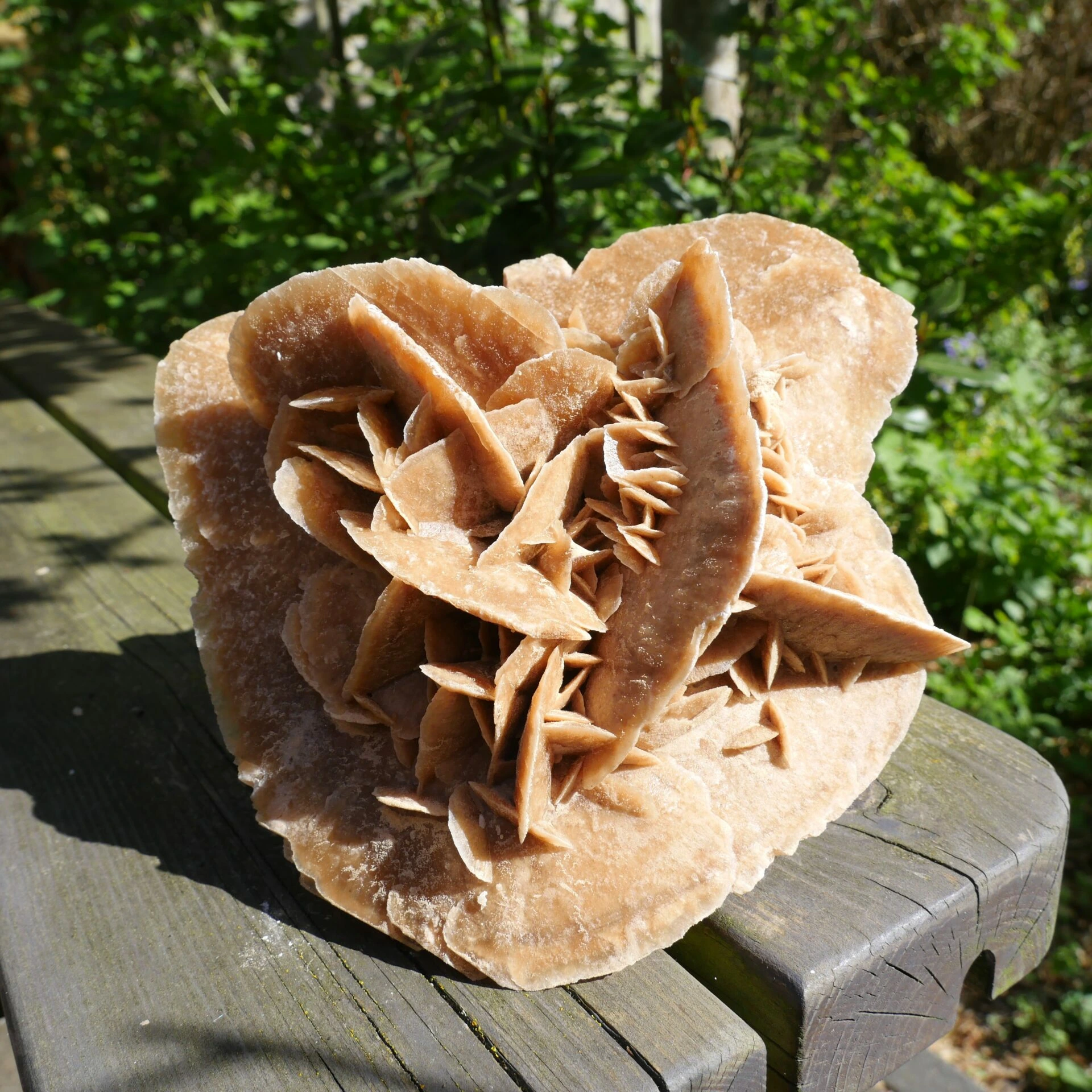 Grote woestijnroos 'nr5' 1,8kg